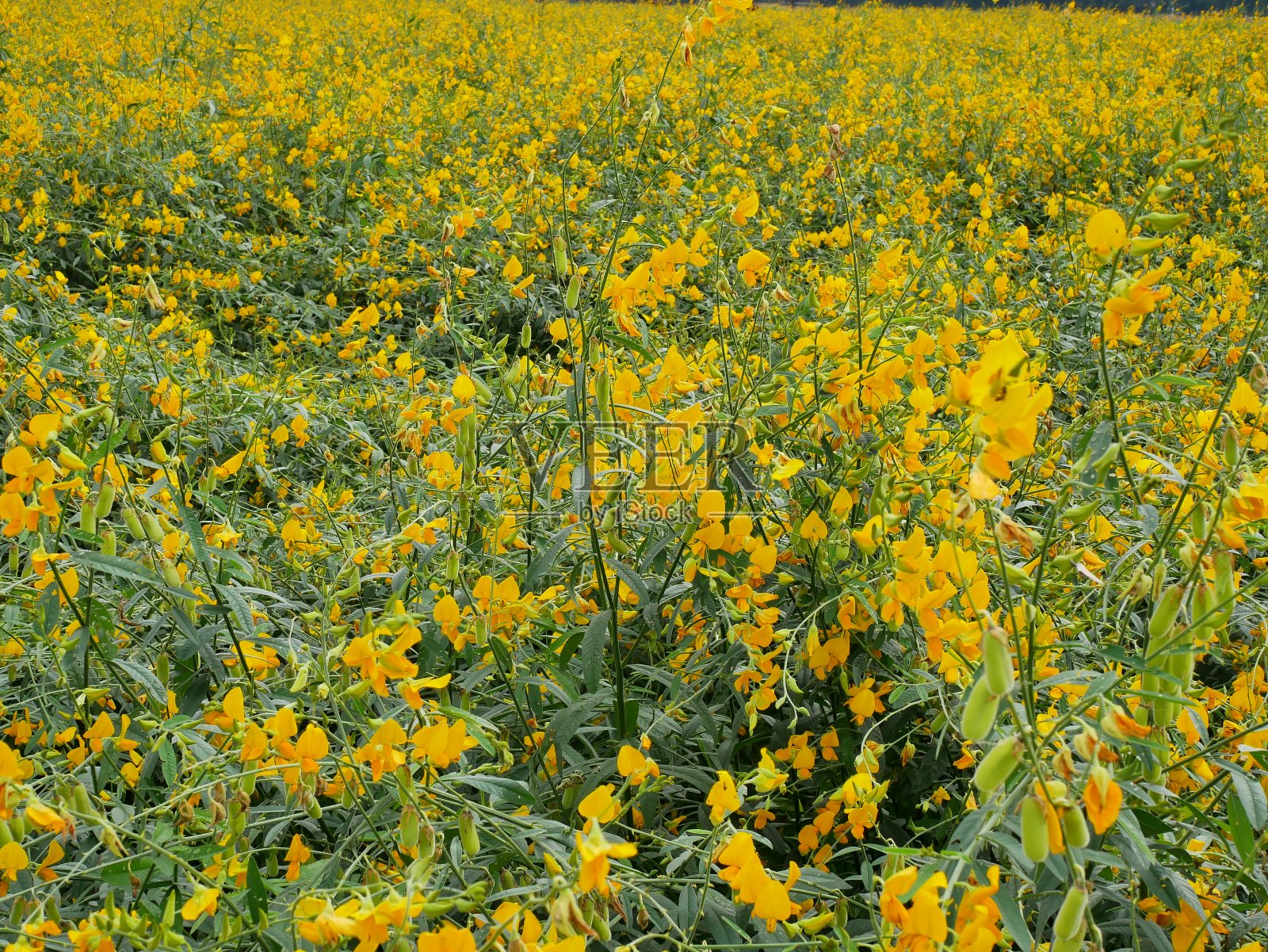 ํ黄松麻花在田间照片摄影图片