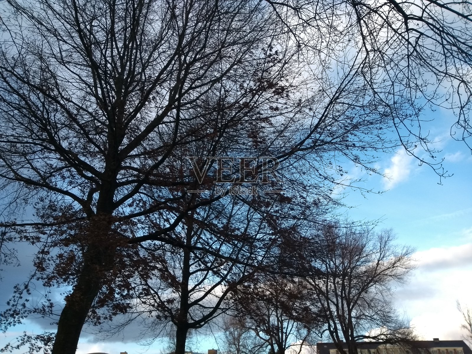 12月森林的轮廓照片摄影图片