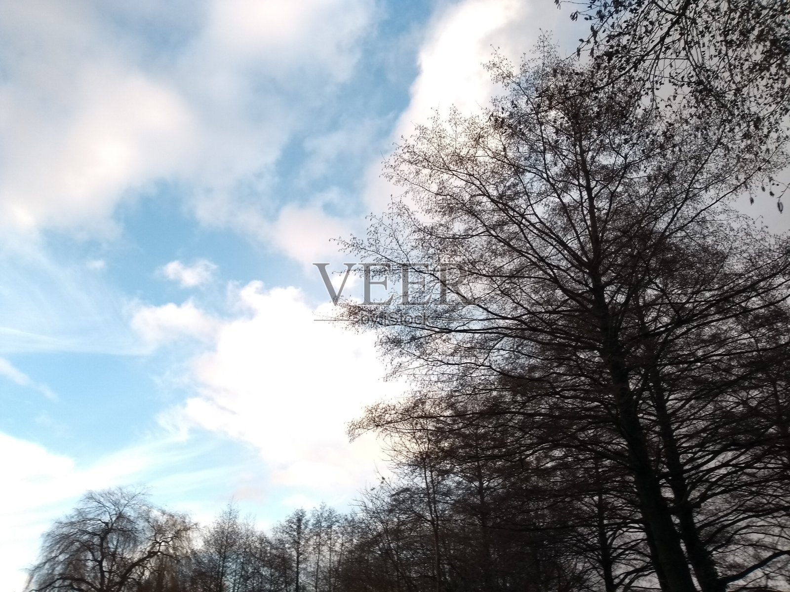 12月森林的轮廓照片摄影图片