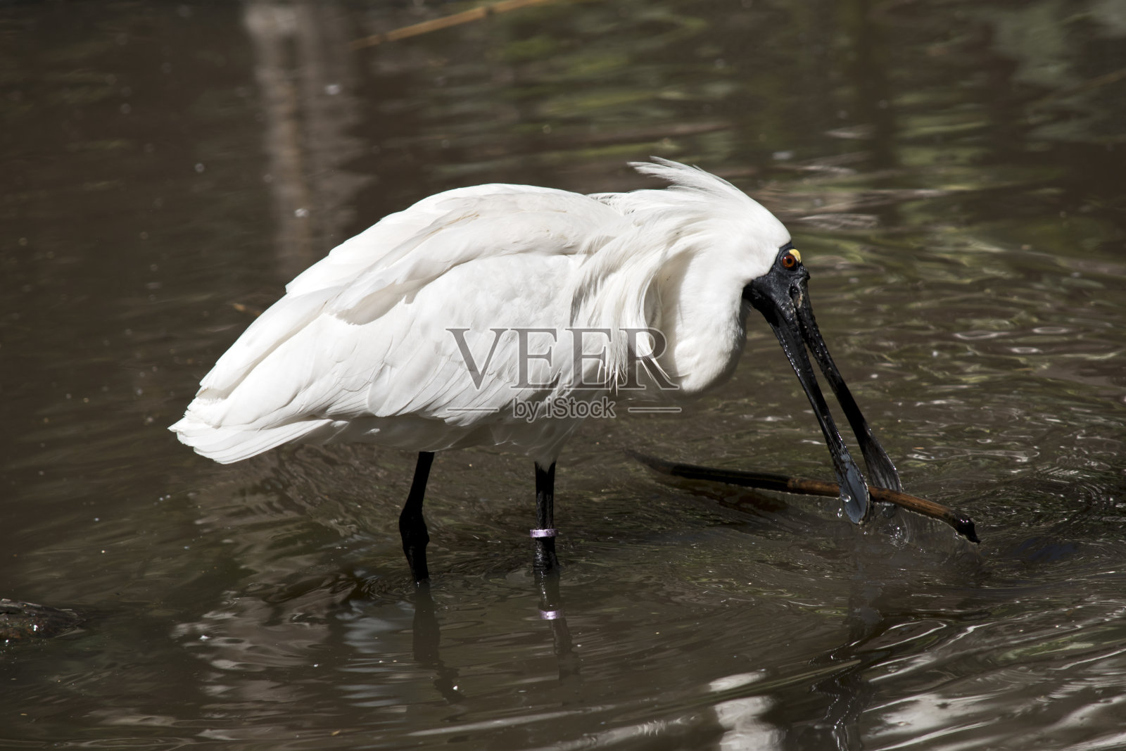 皇家篦鹭照片摄影图片
