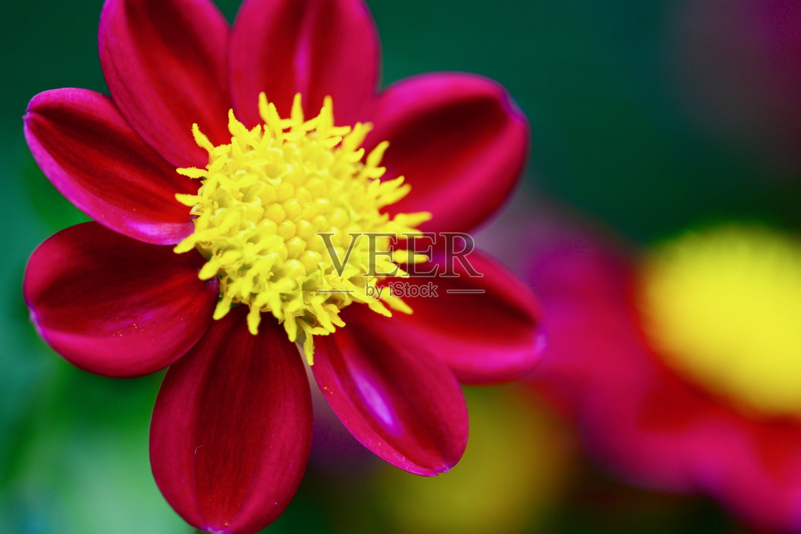 一张蟑螂趴在残羹剩饭上的微距照片。一个美丽的花园大丽花的特写照片;深红色花与明亮的黄色中心照片摄影图片