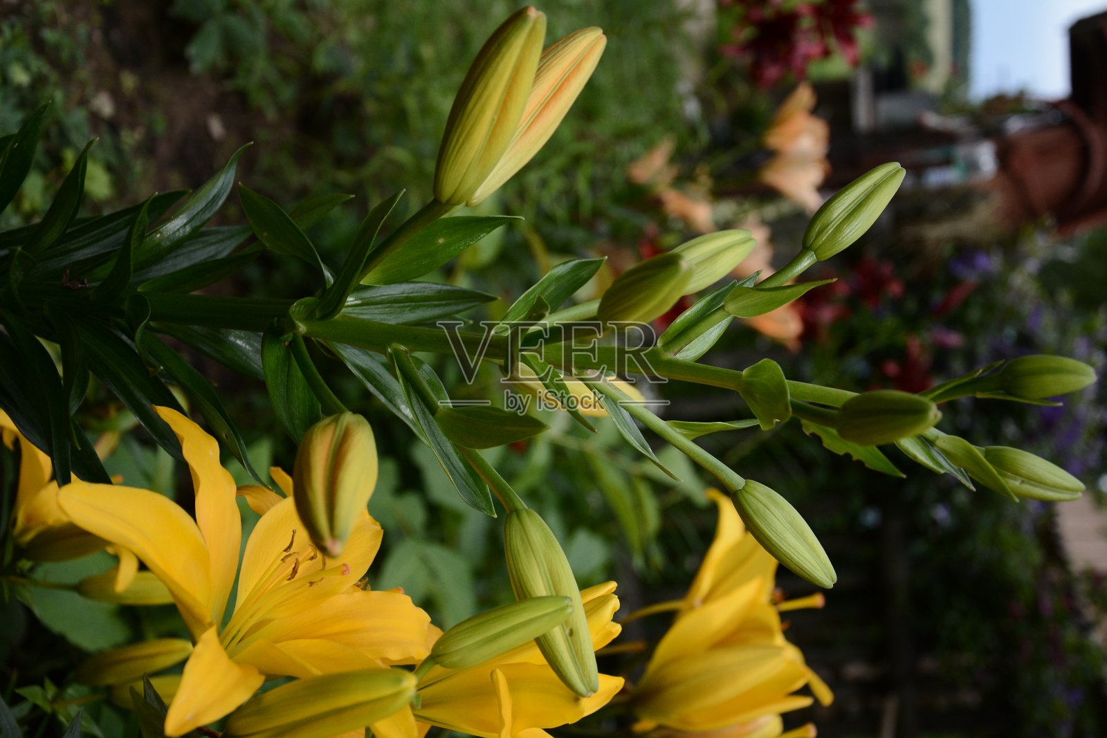在夏天的花园里，桔黄色的百合照片摄影图片