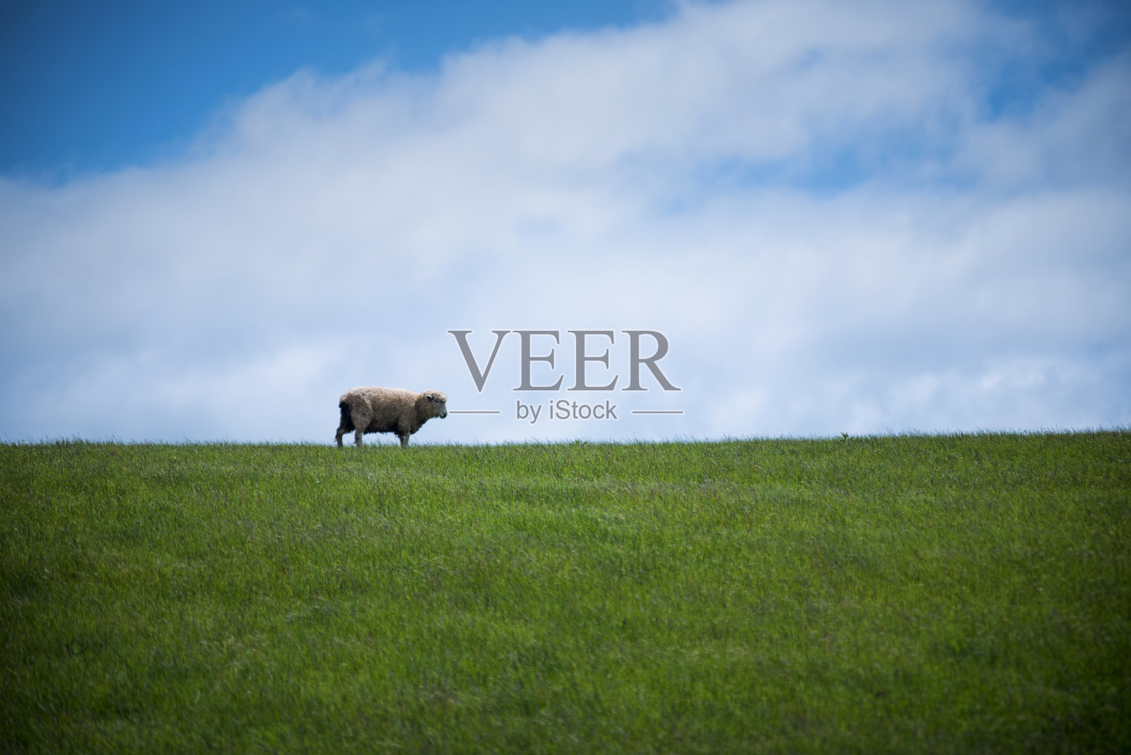 一只羊在绿色的田野上吃草。极简主义股票的看法。照片摄影图片