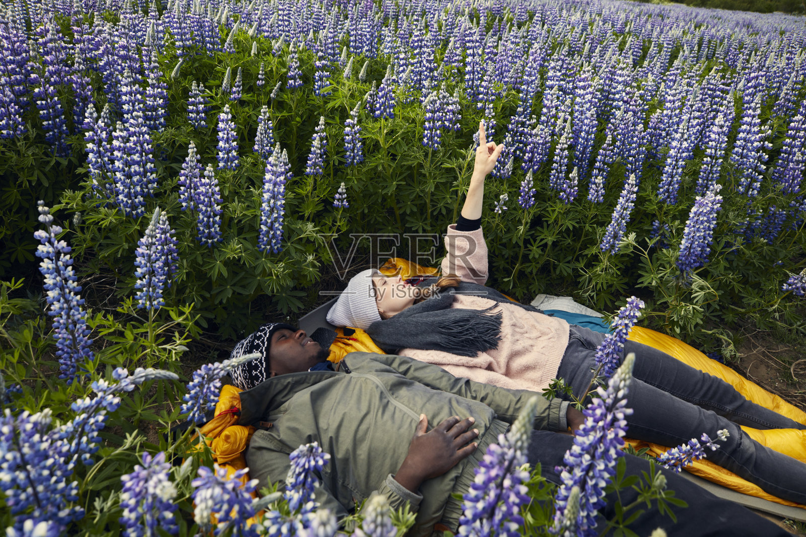 多民族夫妇欣赏盛开的羽扇豆花。躺在地上照片摄影图片