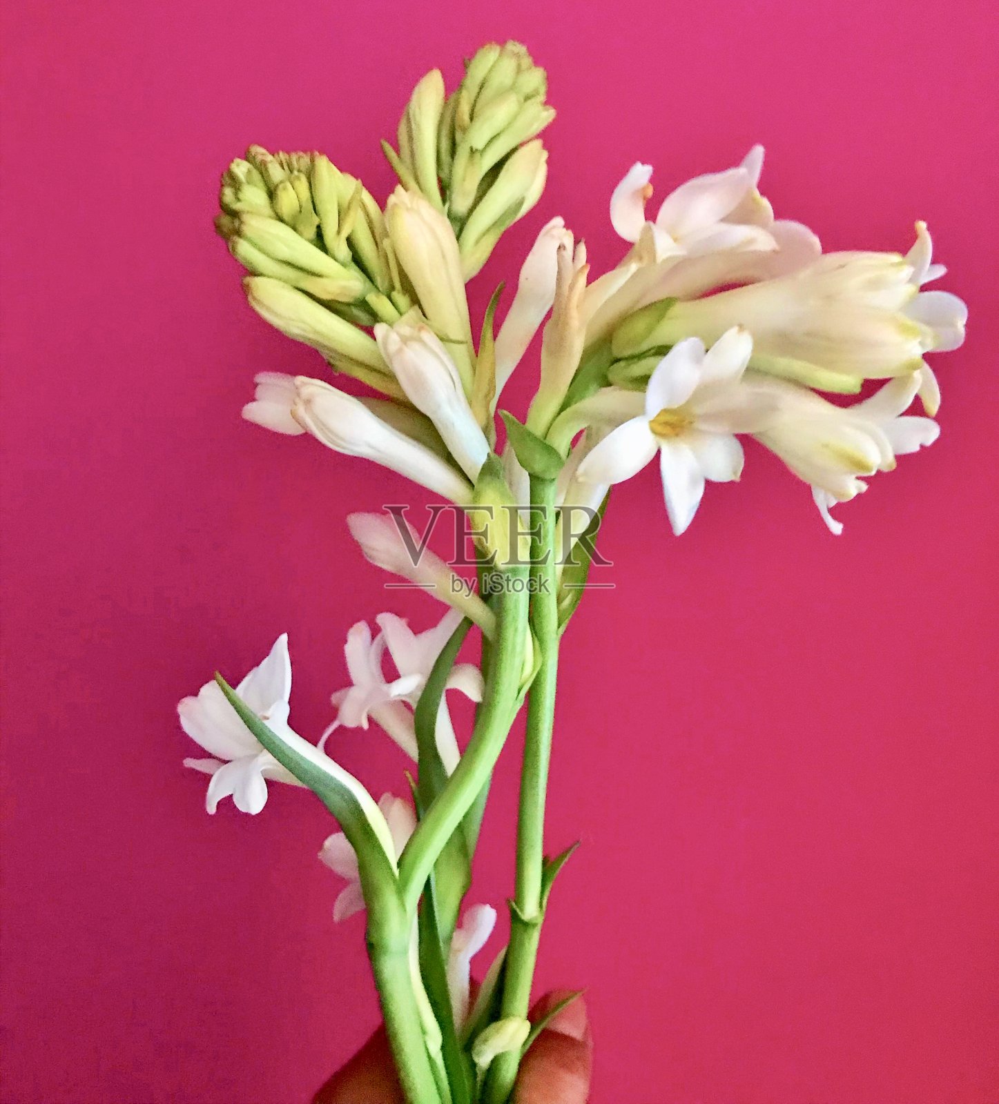 一束晚香玉花照片摄影图片