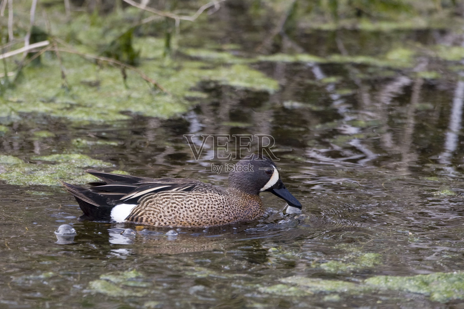 一只雄性蓝翼蓝鲸照片摄影图片