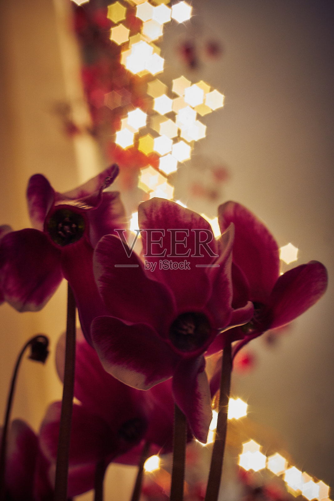 仙客来在圣诞节期间与圣诞灯的背景照片摄影图片