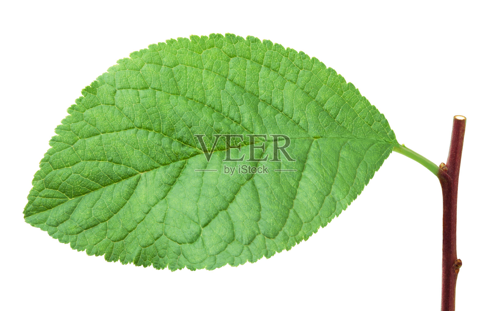 李叶孤立在白色照片摄影图片