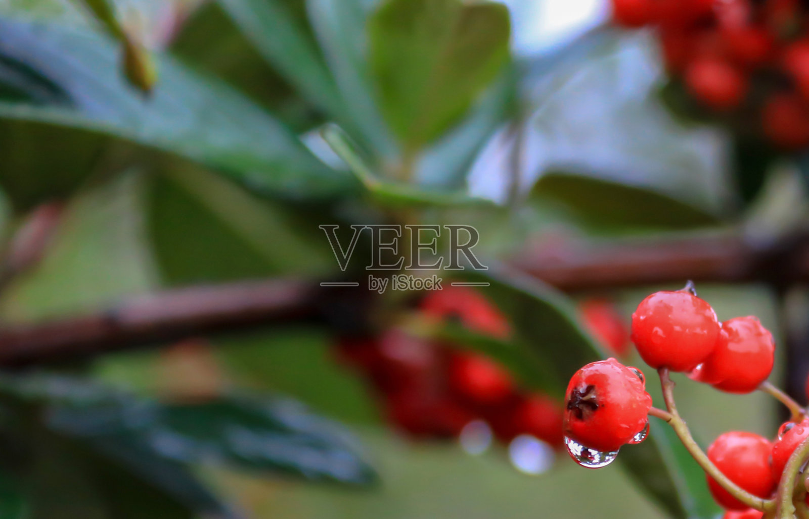 在秋天有雨滴的浣熊照片摄影图片