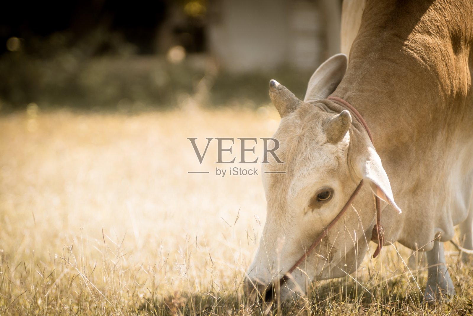 牛在草地上，在草地上吃草。照片摄影图片