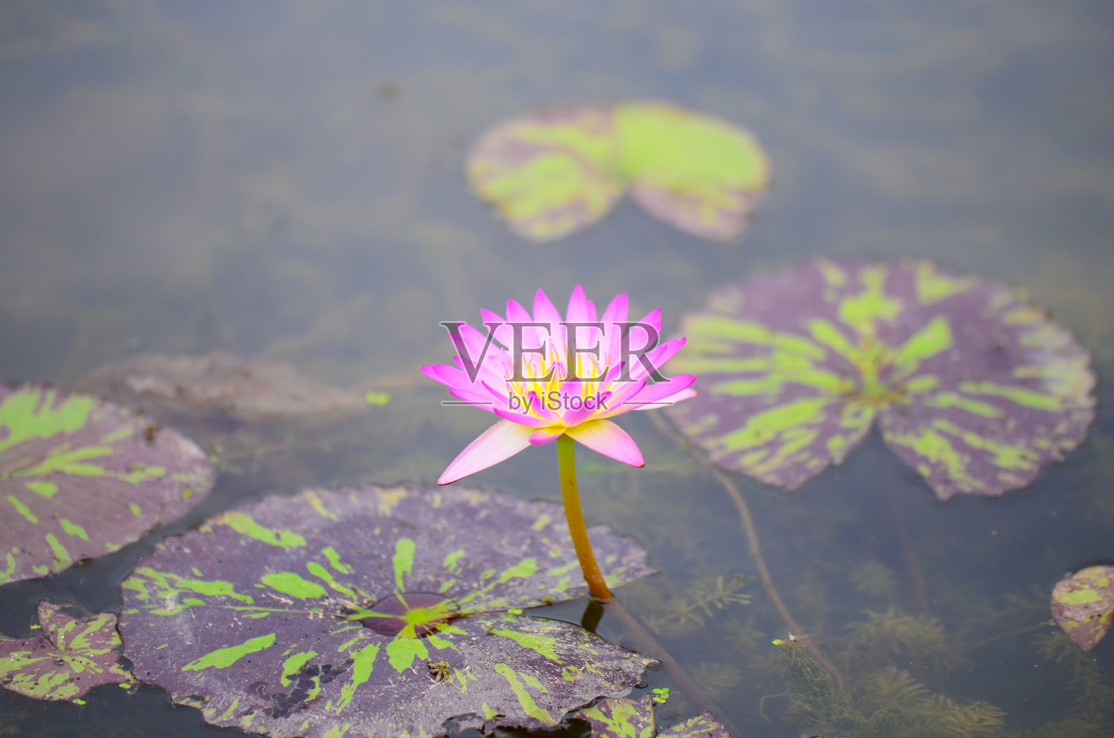 池塘和lotus照片摄影图片