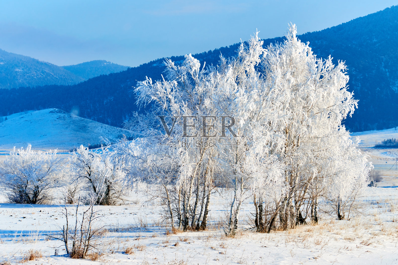 蓝天背景上覆盖着白霜的桦树。照片摄影图片