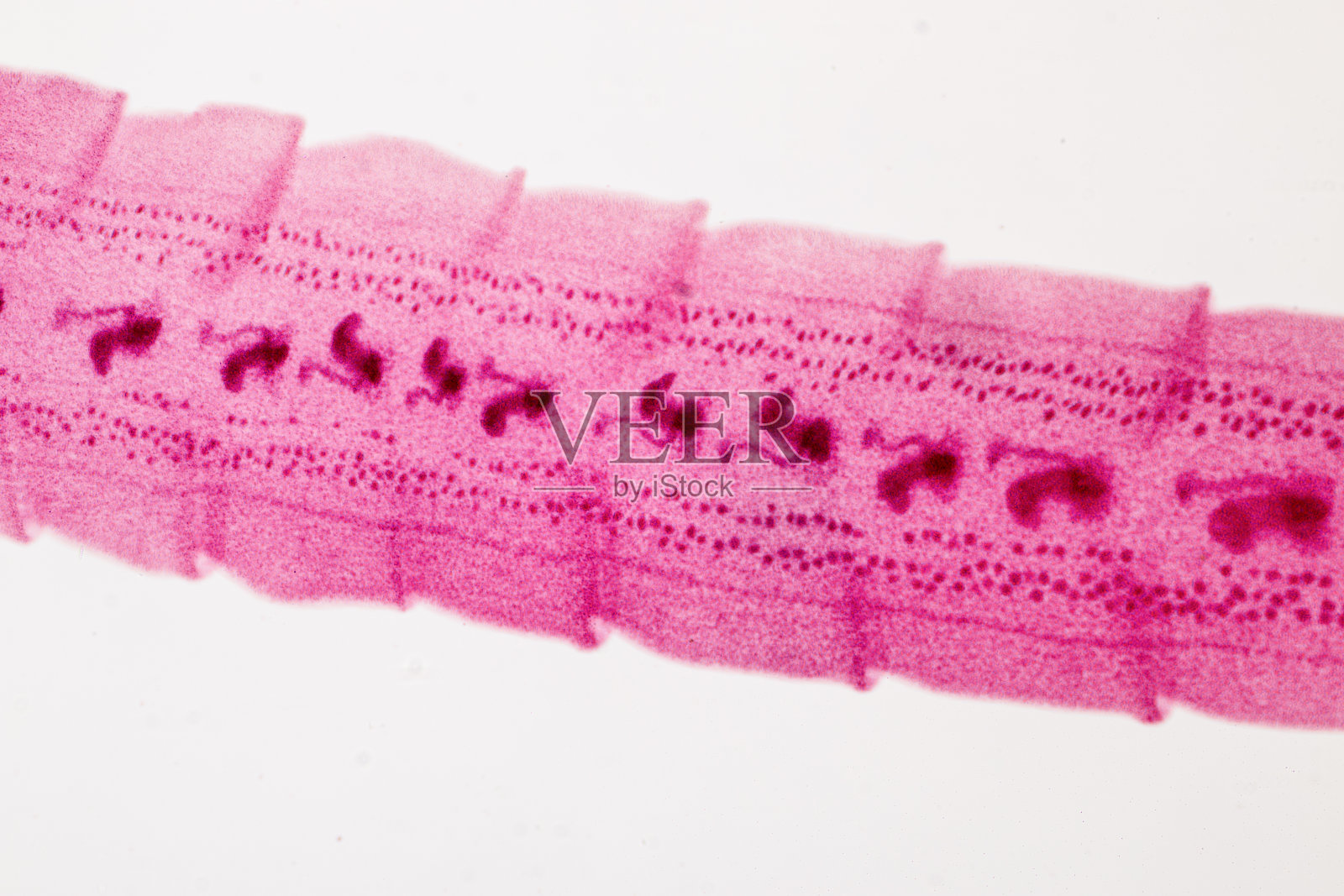 寄生虫的形态和背景，实验室解剖病理学研究。照片摄影图片