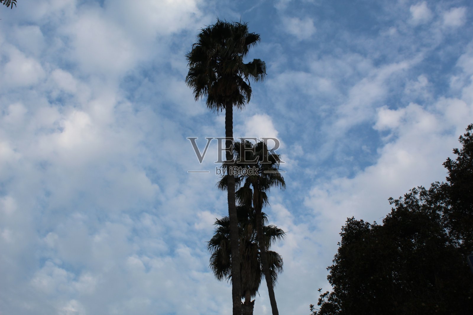 棕榈剪影-洛杉矶- 111818 b照片摄影图片