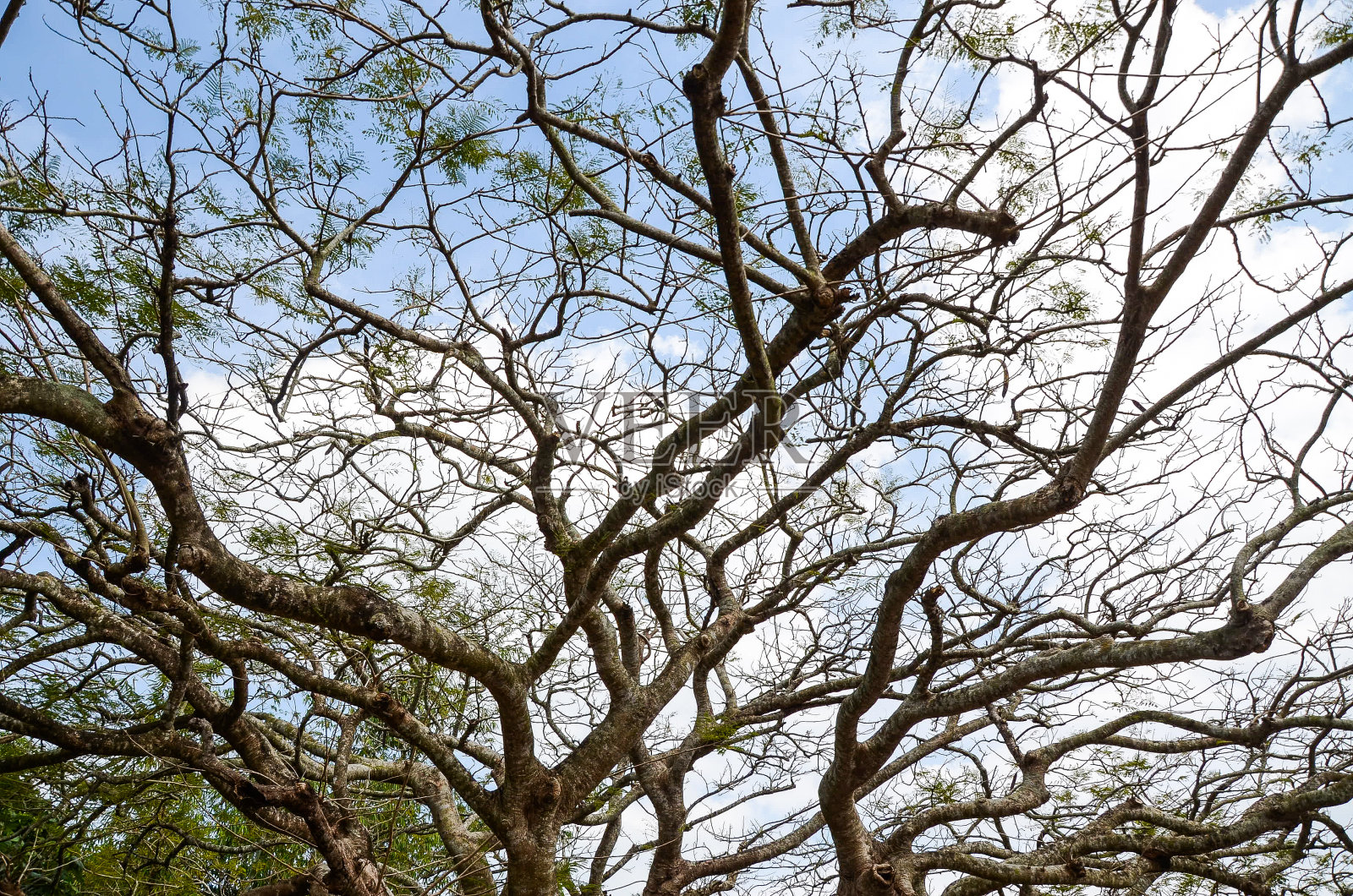 光秃秃的树在户外。照片摄影图片