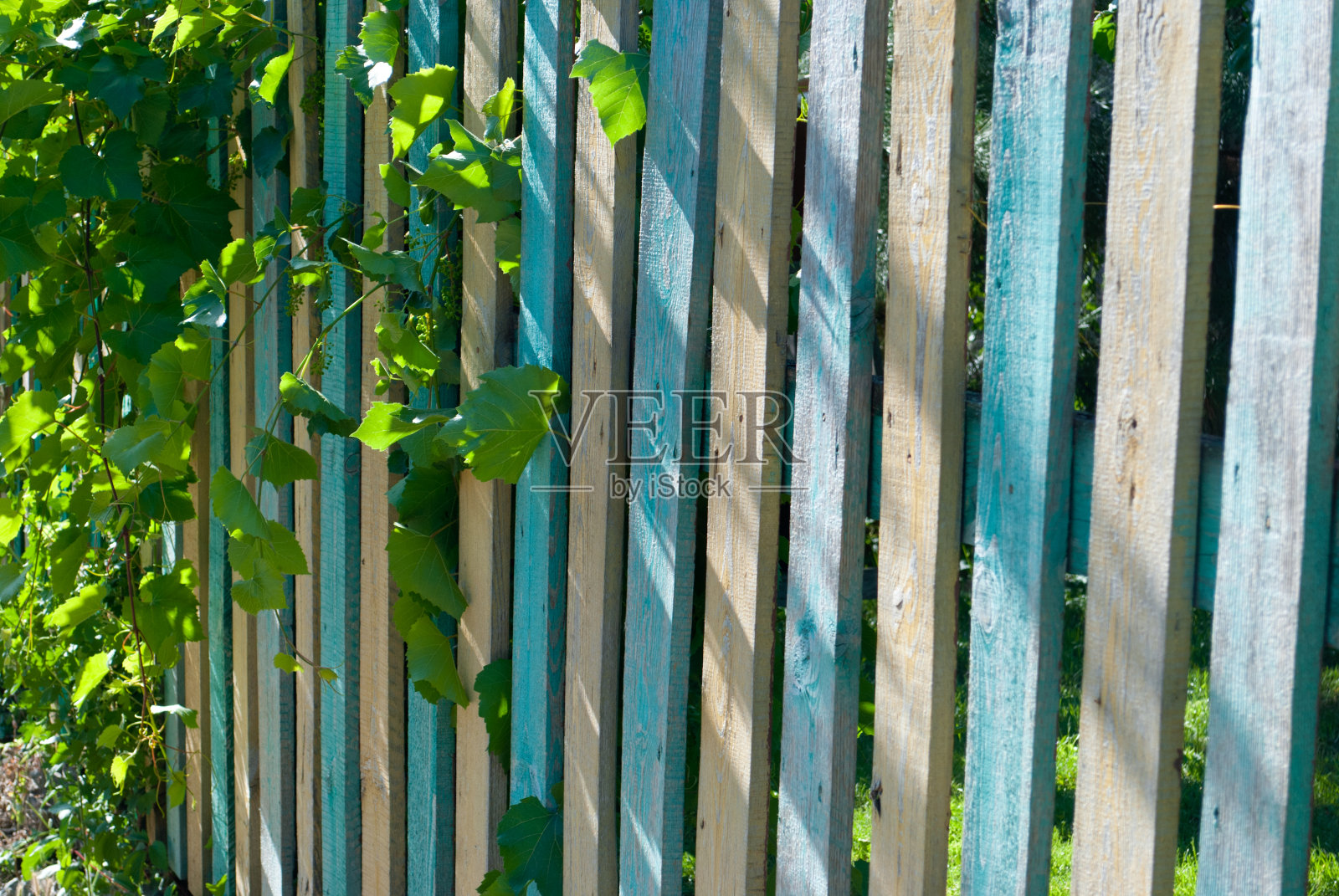 带有野生葡萄藤和绿叶灌木枝的彩色彩绘木栅栏照片摄影图片