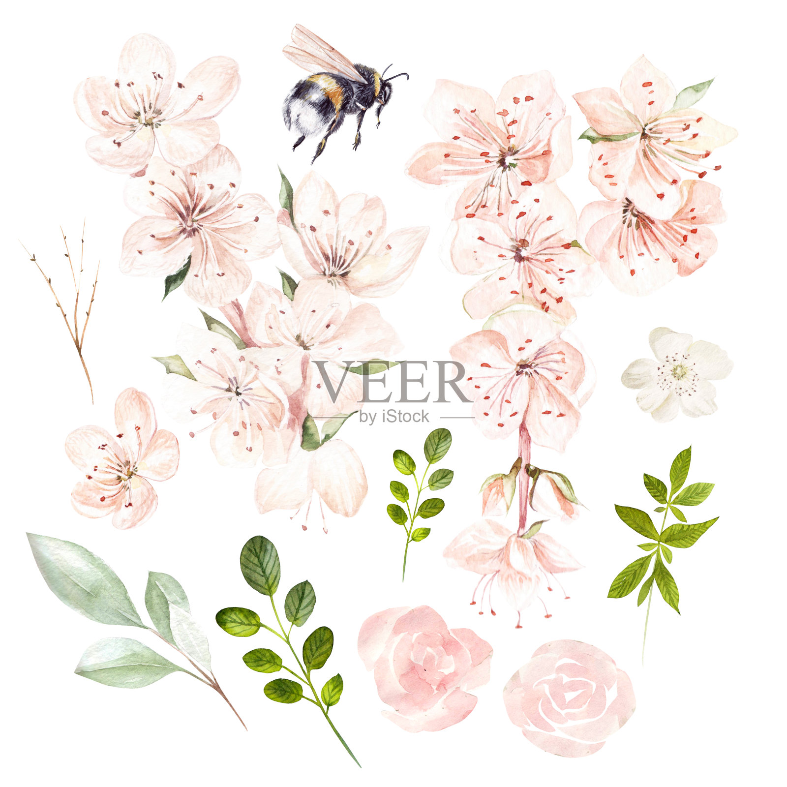 美丽的水彩画与春天的花朵和叶子。插画图片素材