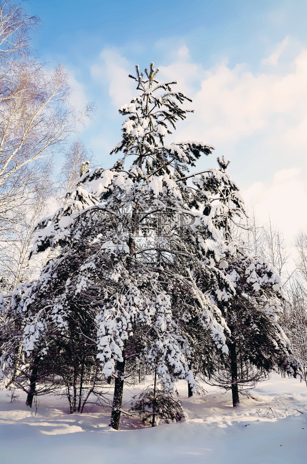 美丽的冬季景观背景与白雪覆盖的树木在一个阳光明媚的日子。白雪皑皑的森林里结霜的树木。照片摄影图片