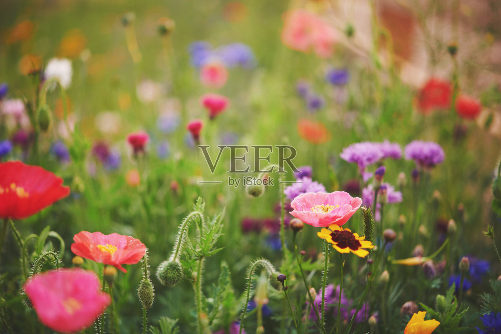 充满活力的野花背景照片摄影图片