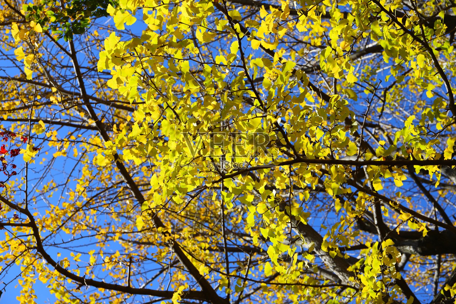 日式花园照片摄影图片