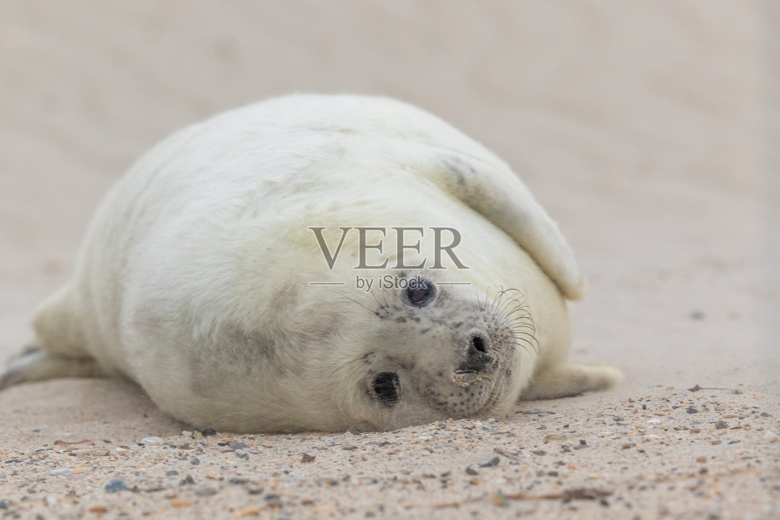 灰海豹，灰海豹，灰海豹照片摄影图片