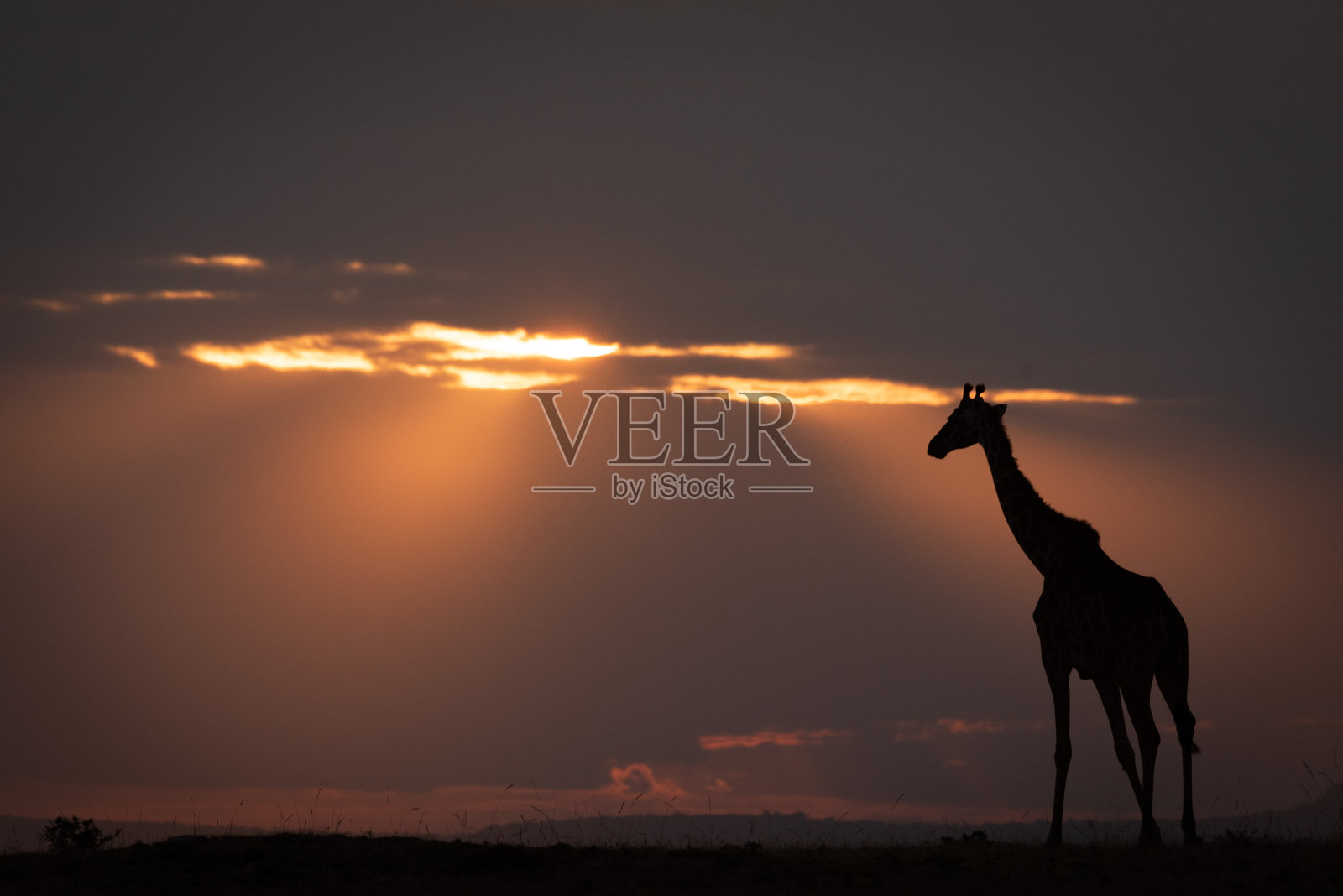 马赛长颈鹿站在黄昏的地平线上照片摄影图片