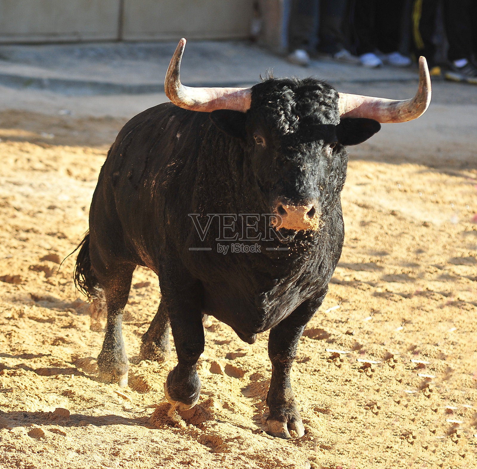 牛照片摄影图片