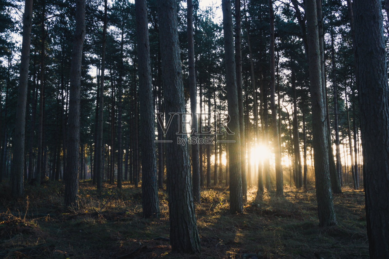 森林里的日出。树林里的晨曦照片摄影图片