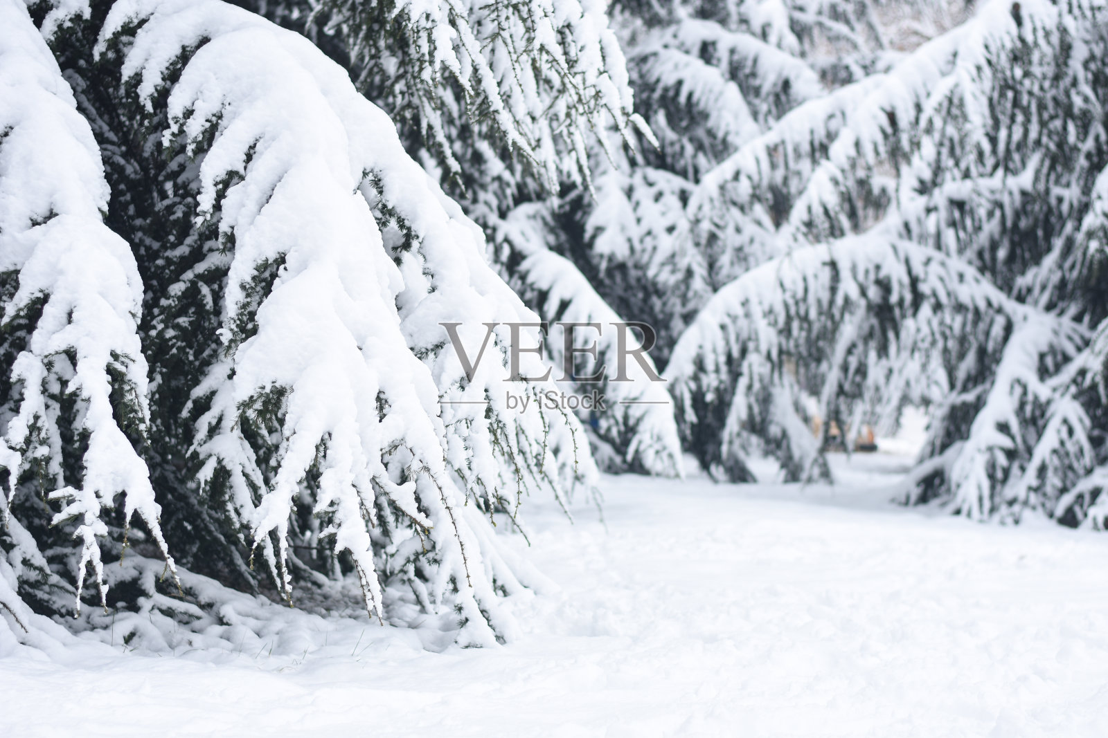 松树上覆盖着雪照片摄影图片