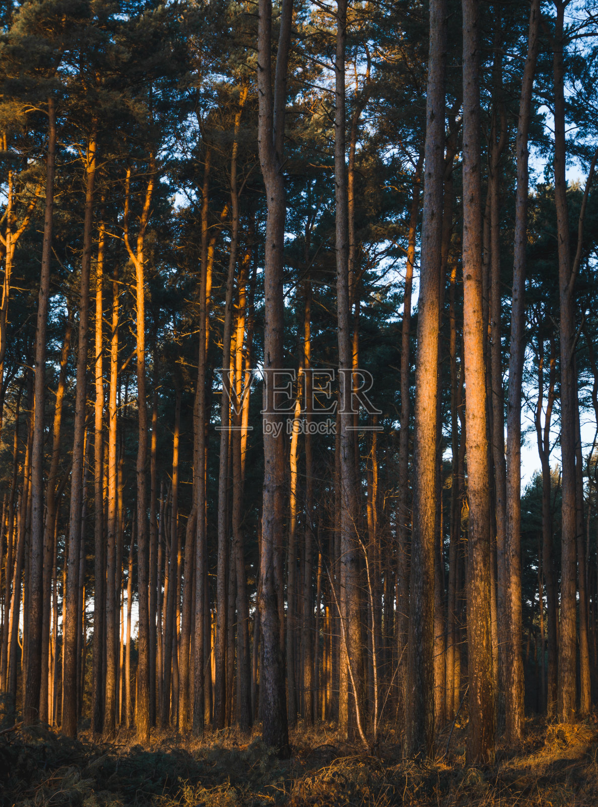 森林里的日出。树林里的晨曦照片摄影图片