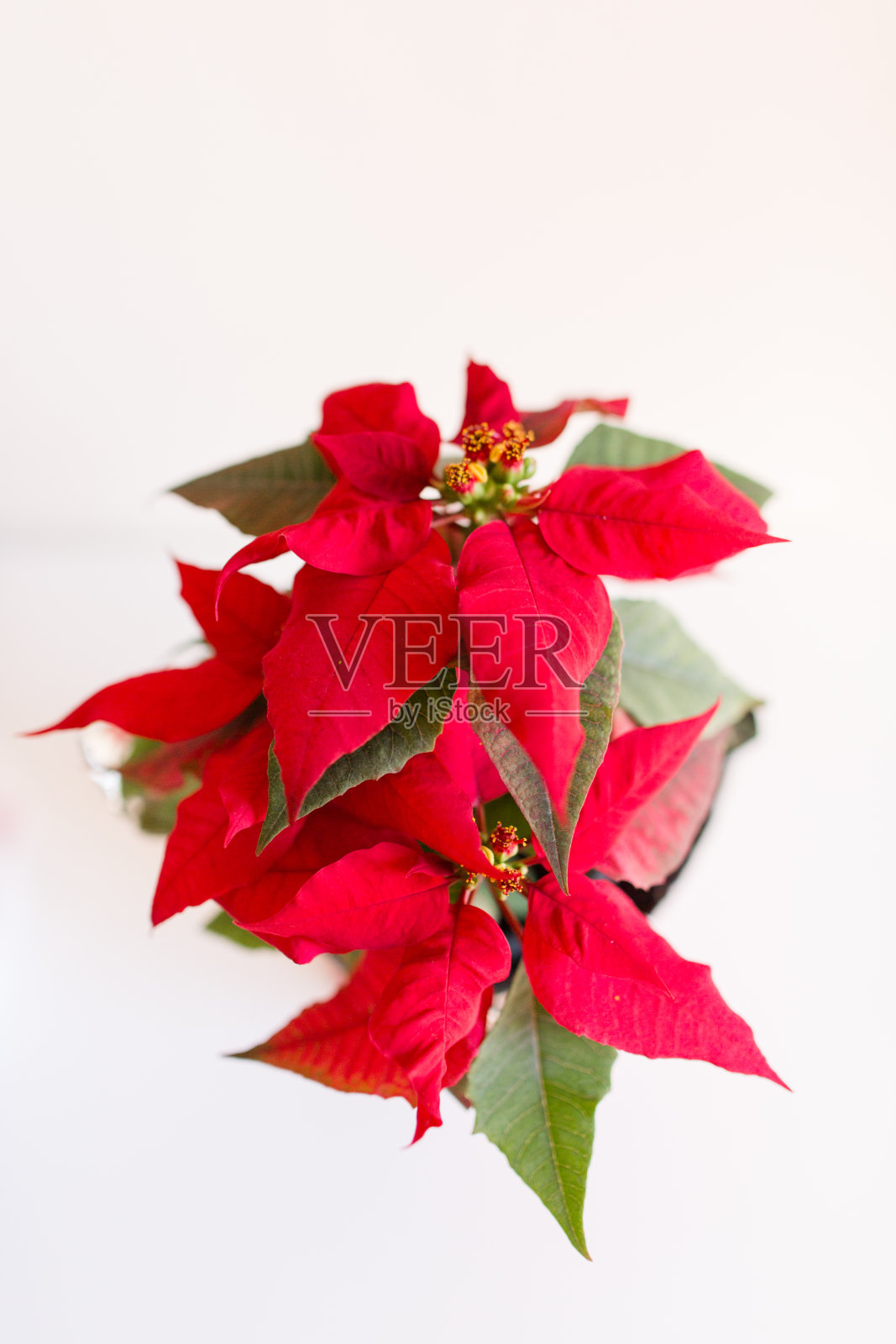 红色圣诞红照片摄影图片