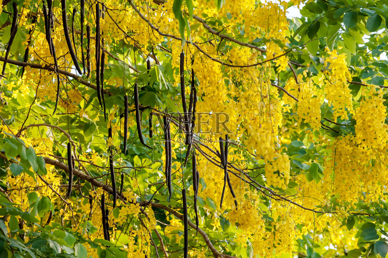 黄色的花盛开在树上与春天夏天照片摄影图片