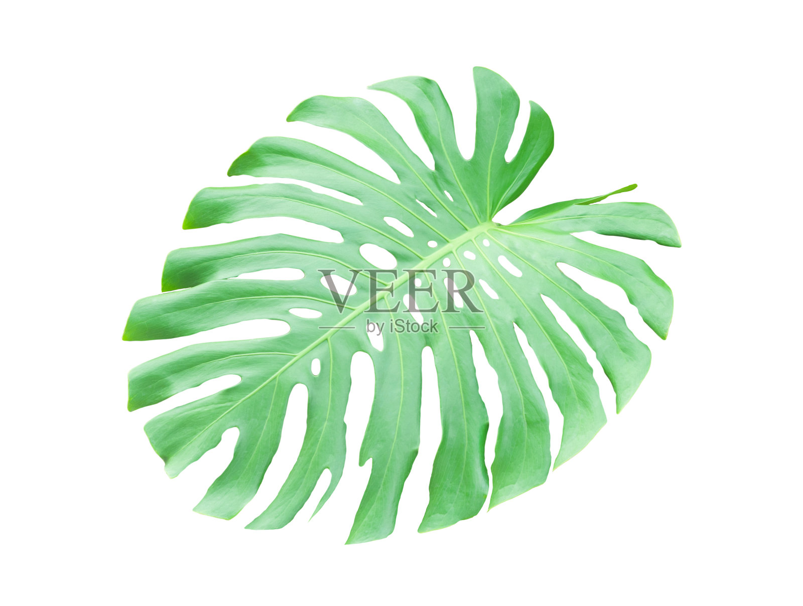 绿色的怪兽在白色的叶子上照片摄影图片