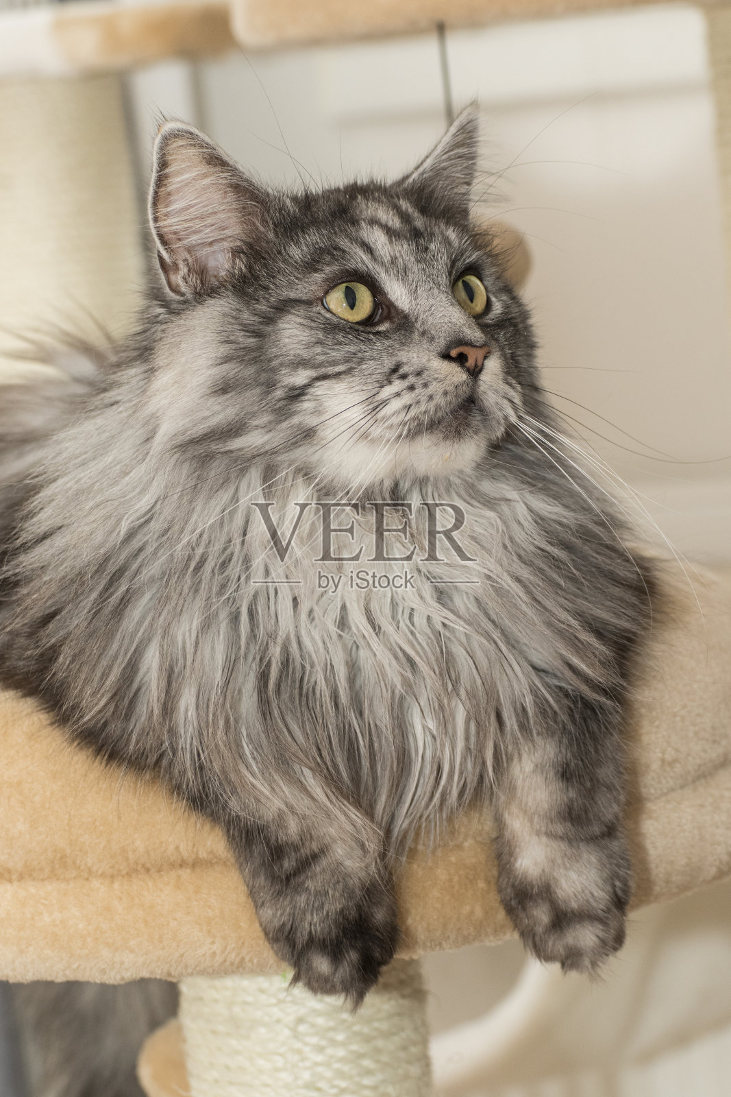 一只美丽的浣熊猫在玩耍照片摄影图片