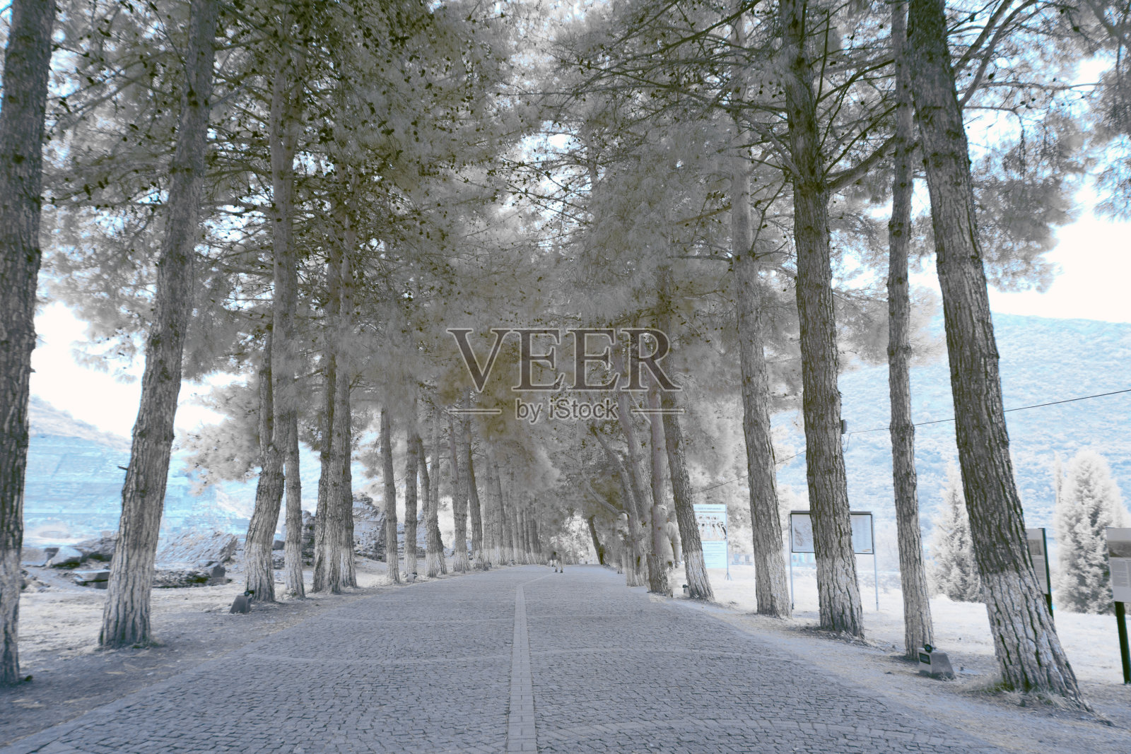 红外摄影、风景。树照亮了晨光的对比照片摄影图片