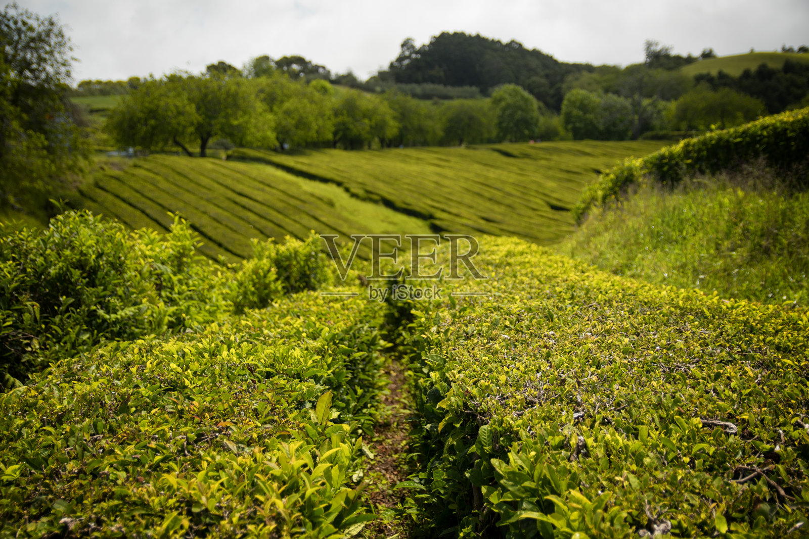 Cha Gorreana, Sao Miguel的传统茶园照片摄影图片