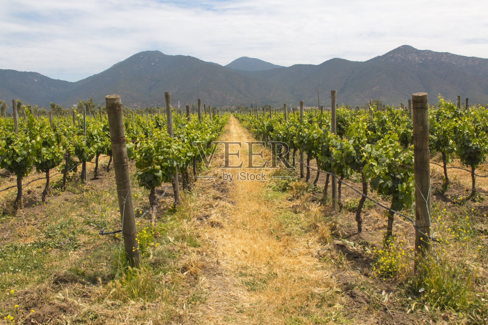 以山为背景的有机葡萄园。照片摄影图片