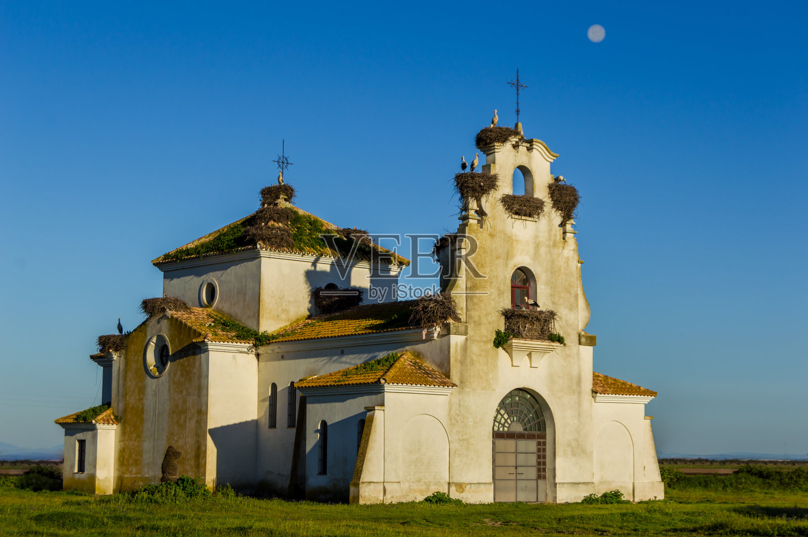 废弃的老教堂，满是鹳巢，在沼泽地里。自然景观在一个阳光和晴朗的日子，满月。照片摄影图片