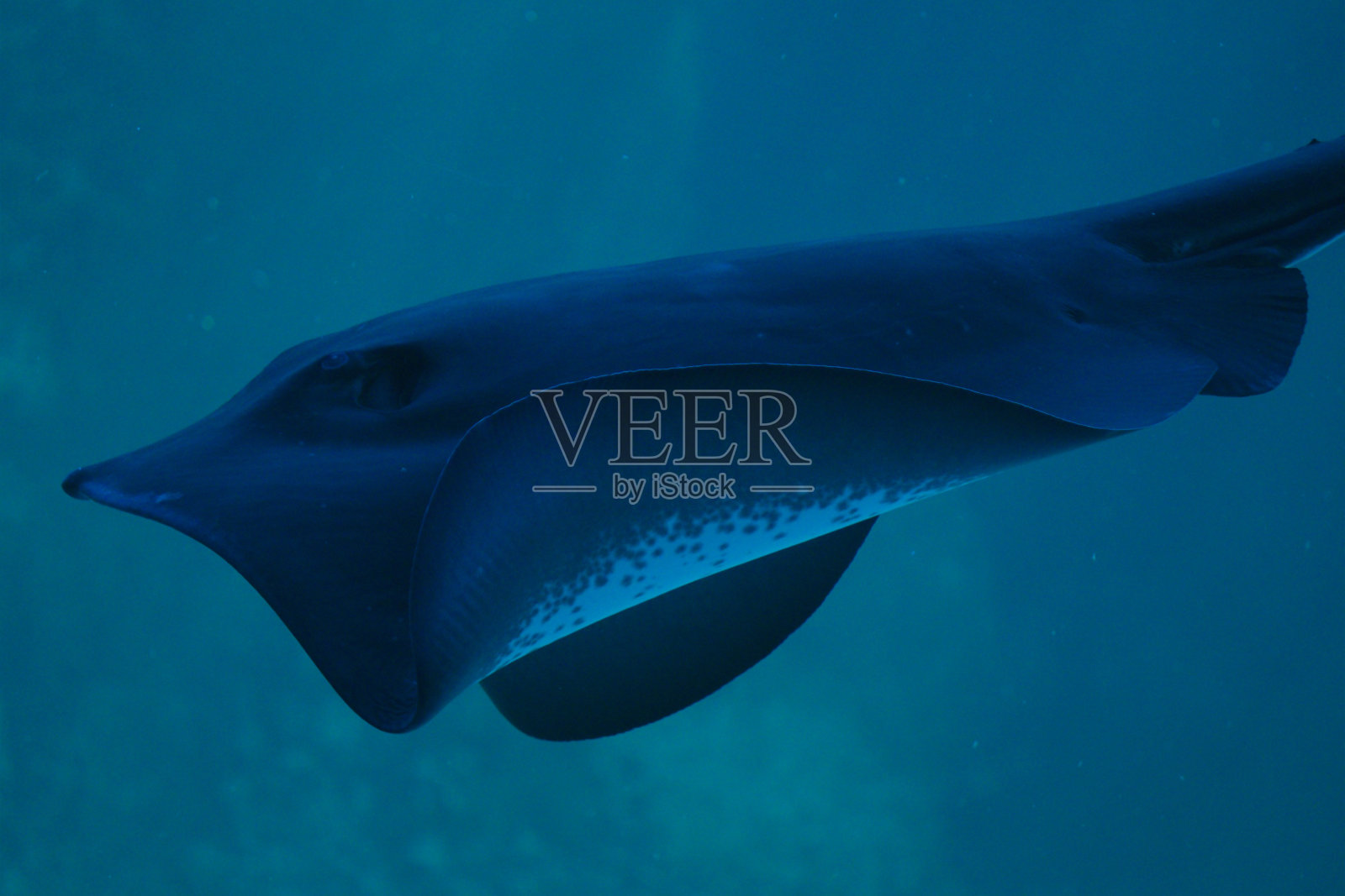 开普敦的短尾黄貂鱼特写照片摄影图片