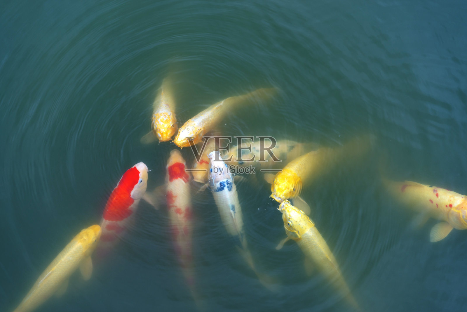 彩色的鲤鱼照片摄影图片