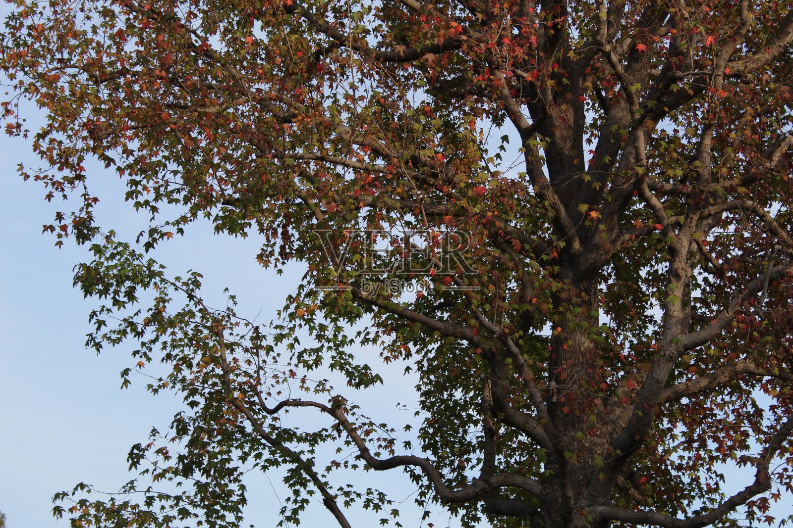 翱翔的枫香-鲍德温山- 112218 b照片摄影图片