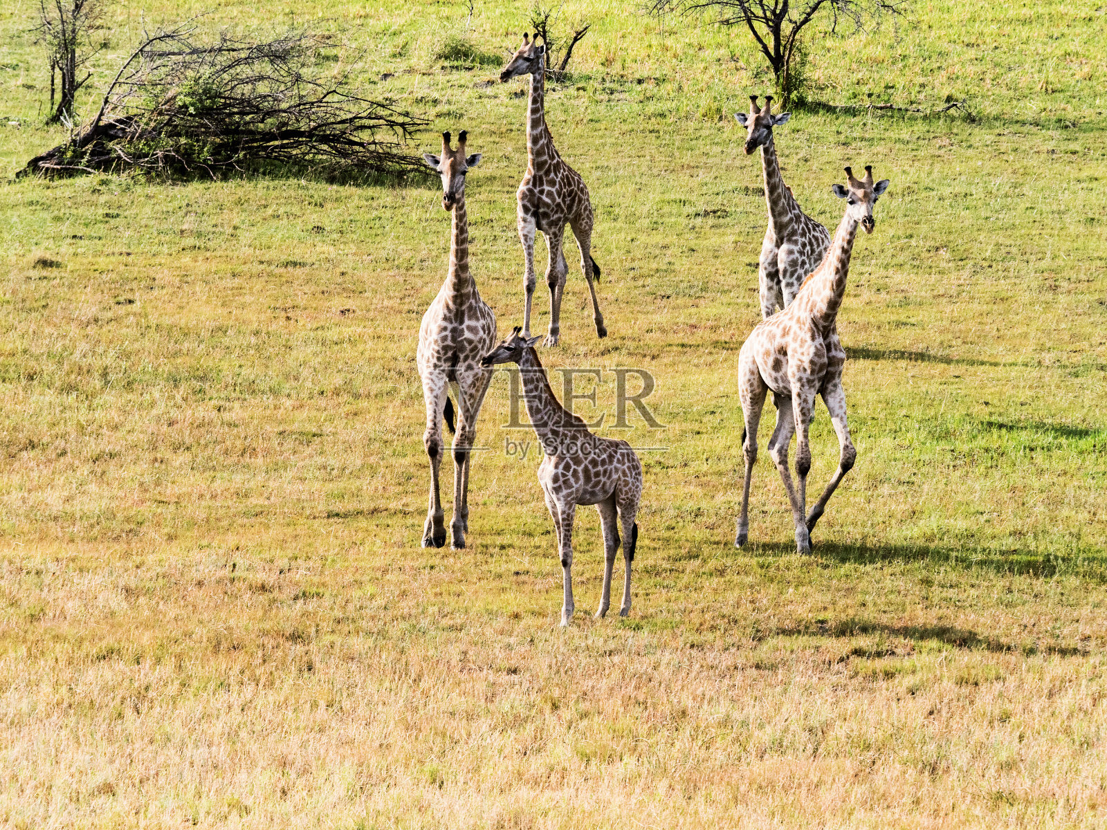 野生动物丛林中的长颈鹿，非洲津巴布韦奥卡万戈三角洲的五只成年斑马。照片摄影图片