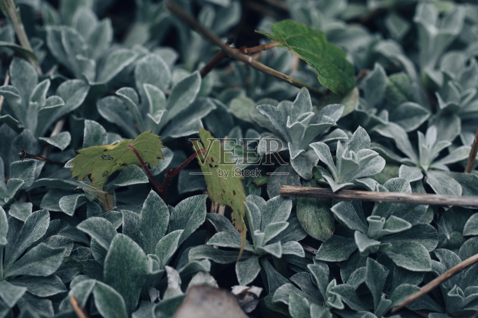有深绿色叶子的丝绒植物照片摄影图片