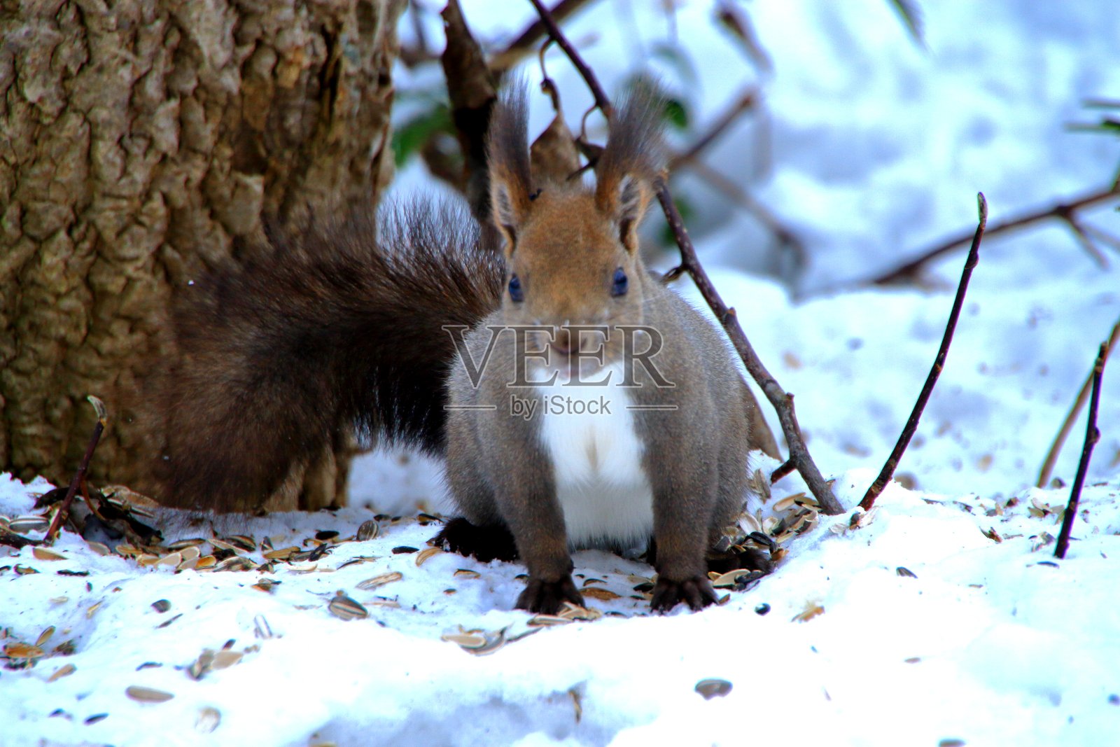 北海道松鼠冬天札幌公园照片摄影图片