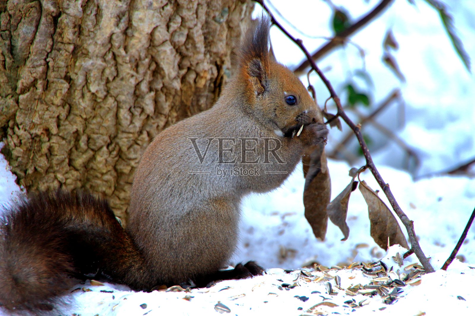 北海道松鼠冬天札幌公园照片摄影图片