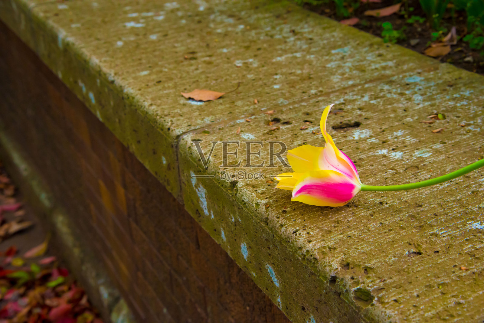 日本东京的郁金香照片摄影图片