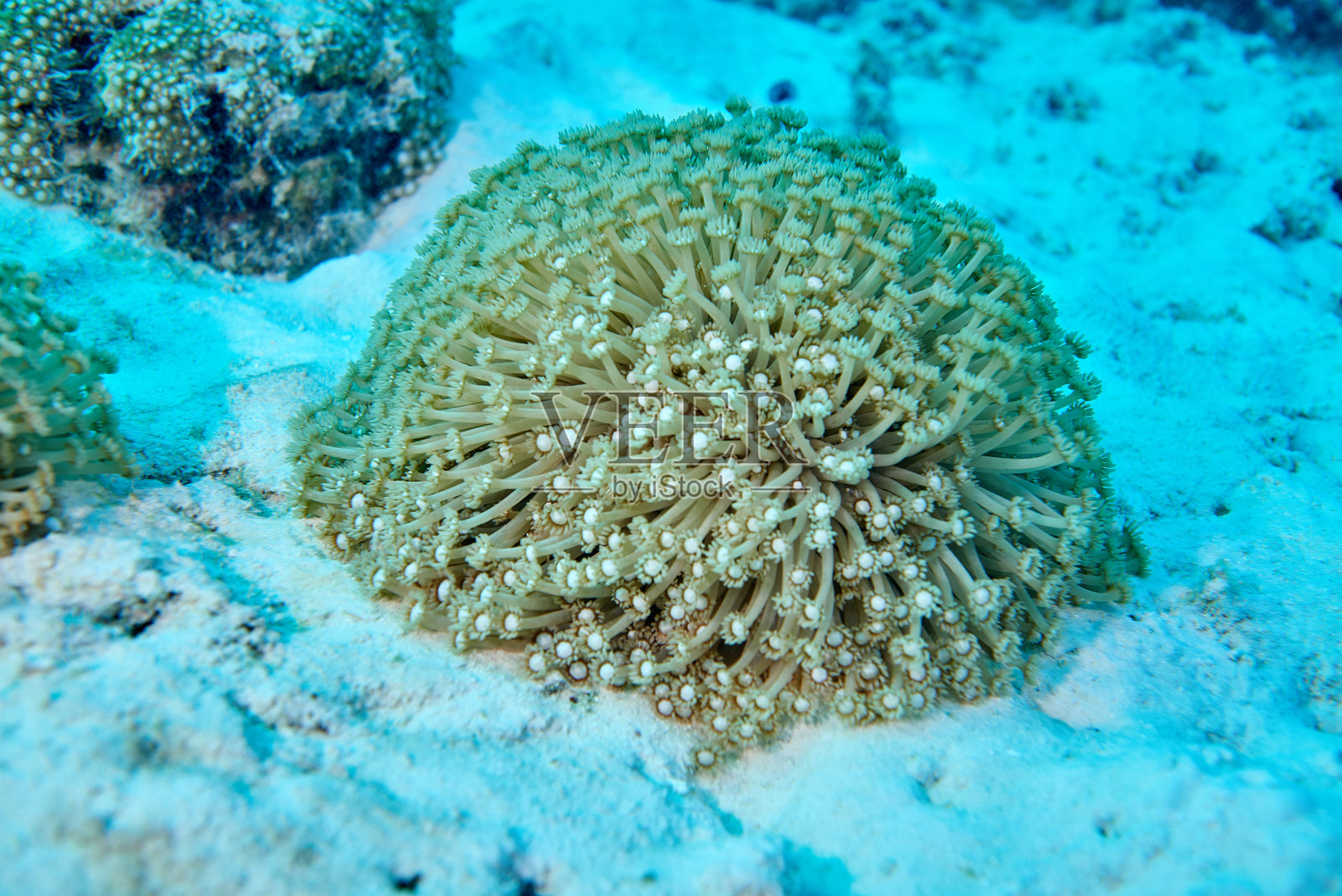 水下照片摄影图片