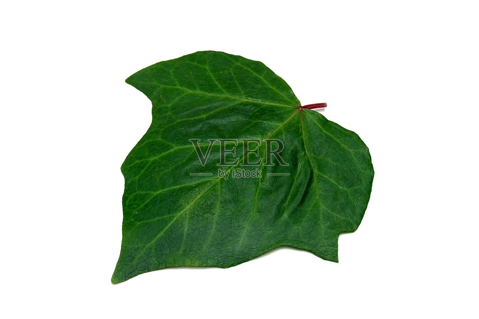 孤立在白色背景上的一片叶子。照片摄影图片