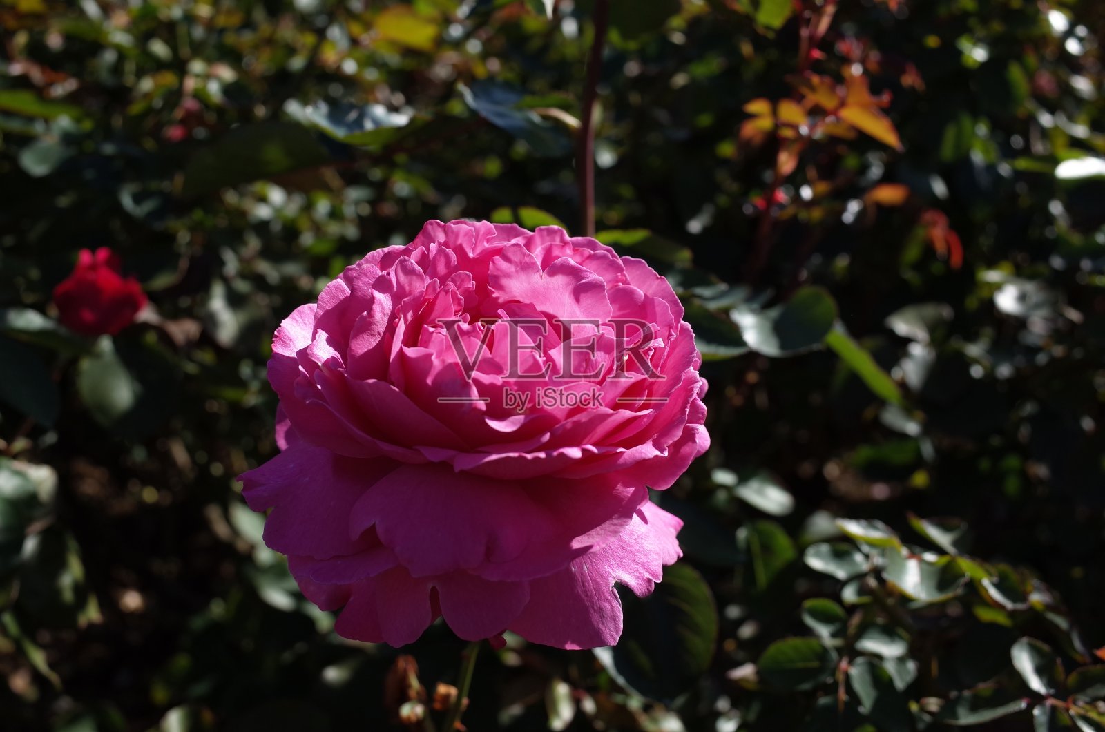 玫瑰“伊夫·皮亚杰”淡粉色照片摄影图片