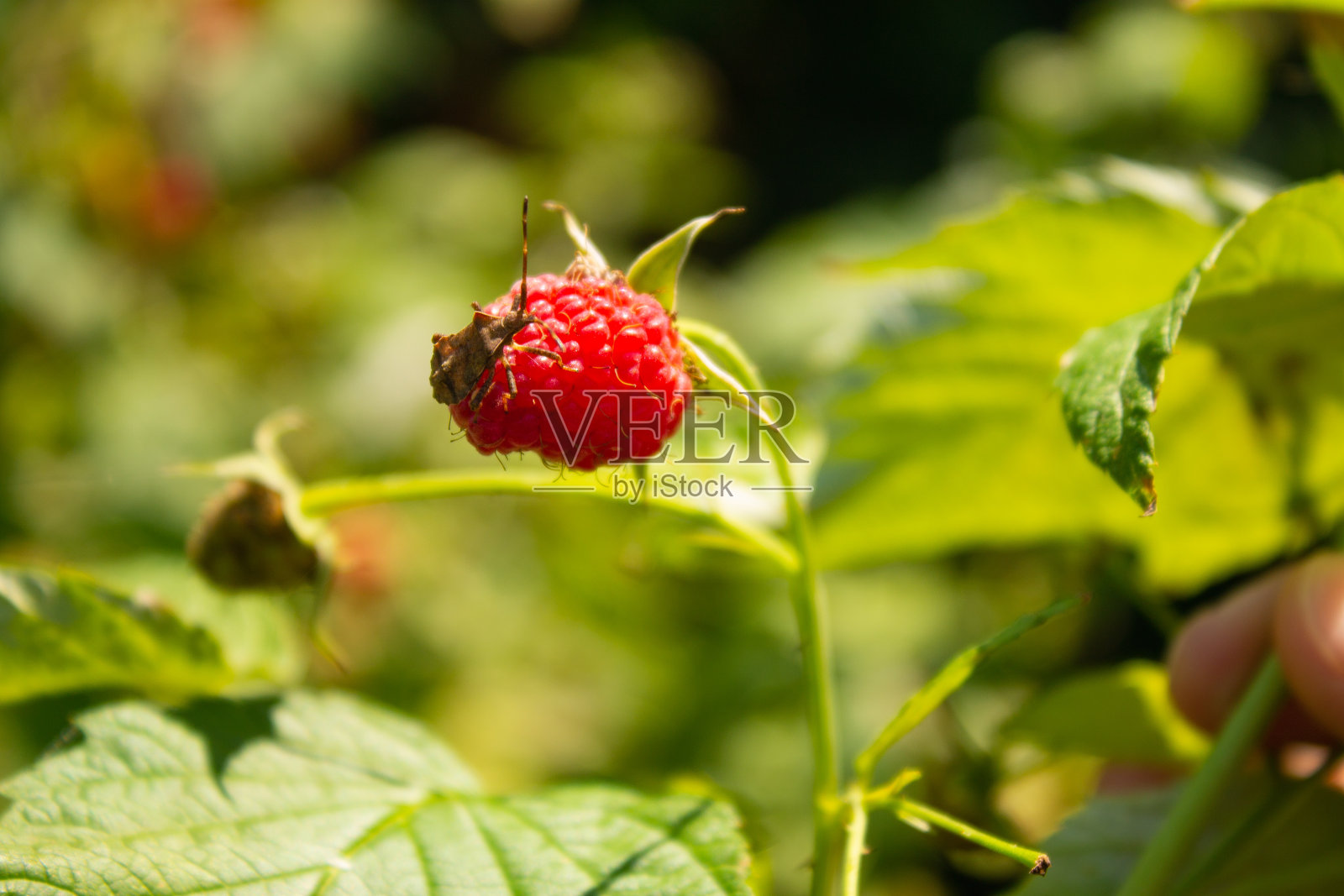 树莓上的虫子照片摄影图片